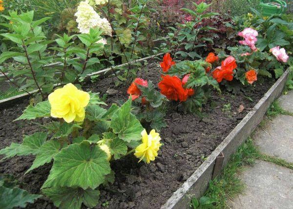 Begonias en crecimiento