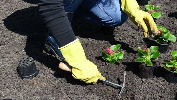 Plantar begonias