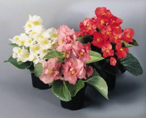 25 types and varieties of begonias with descriptions and characteristics