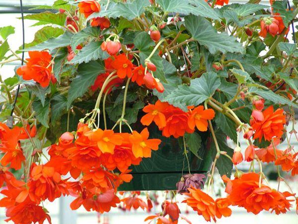 Begonia Fucsia