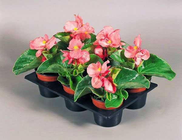 begonias en crecimiento