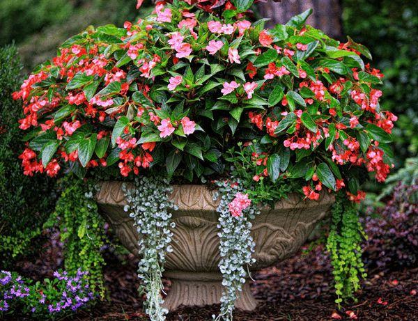 lush begonia