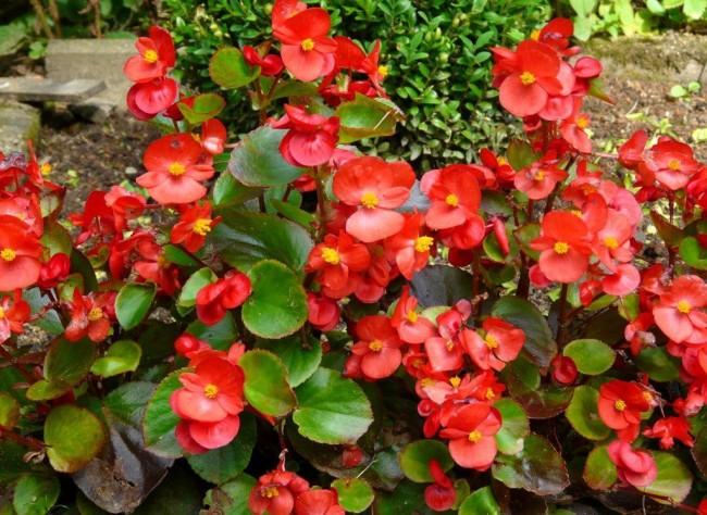 blooming begonia