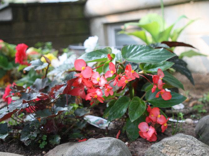 begonia en una cama de flores