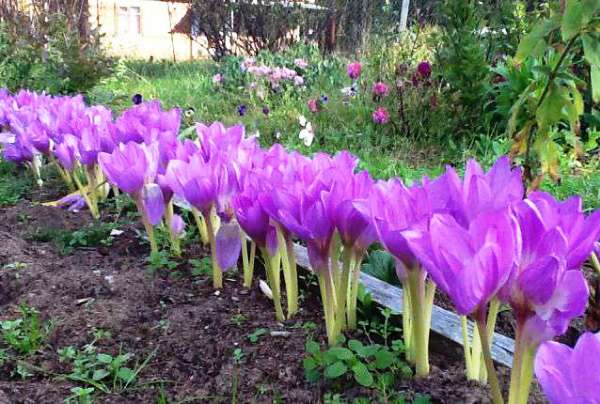 flores en el macizo de flores