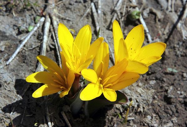 flower yellow