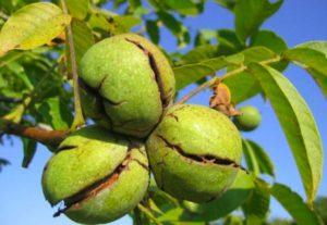 Causas de enfermedades y plagas de las nueces, tratamiento y control de las mismas.