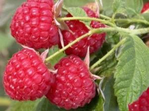 The best varieties of raspberries for growing in the Moscow region, planting agricultural technology and care