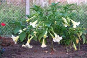 Plantar, cultivar y cuidar brugmansia en campo abierto