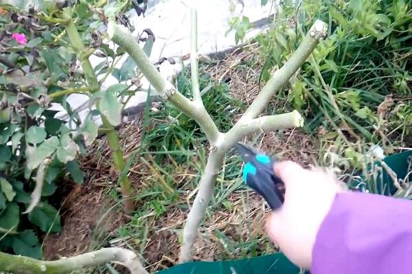 pruning in autumn