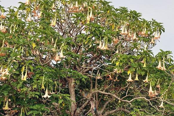 árbol sin podar