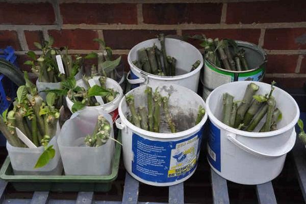 cuttings in buckets