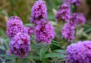 Plantación, cultivo y cuidado de buddleya en campo abierto, descripción de variedades.