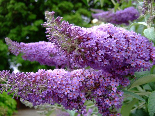 Budley lilas