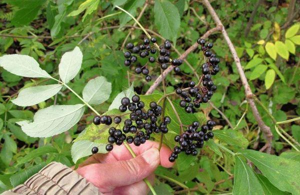 picking berries