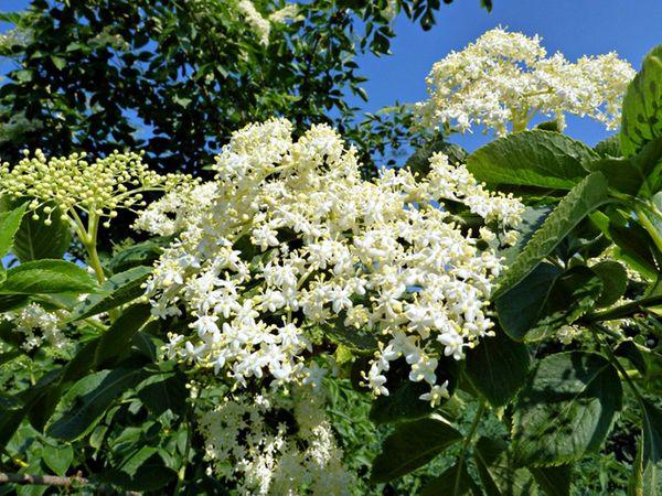 elderberry flowers