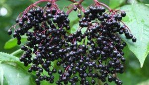 Medicinal properties and contraindications of black elderberry fruits