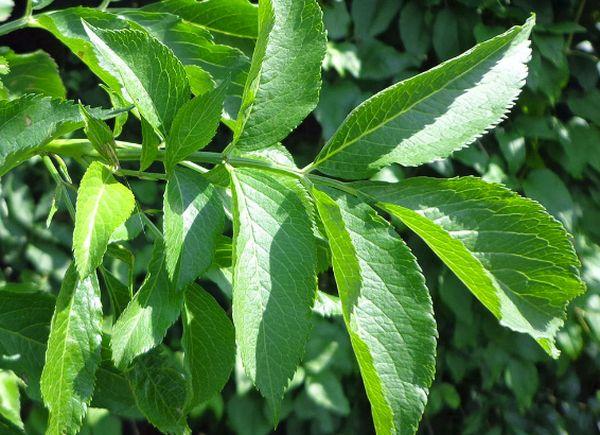 elderberry leaves