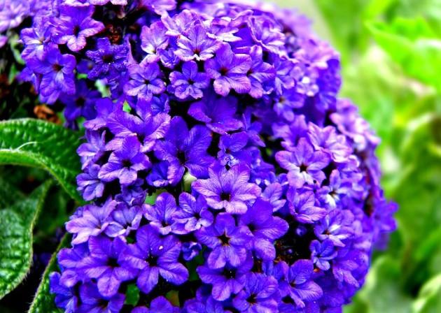 flores en el jardin