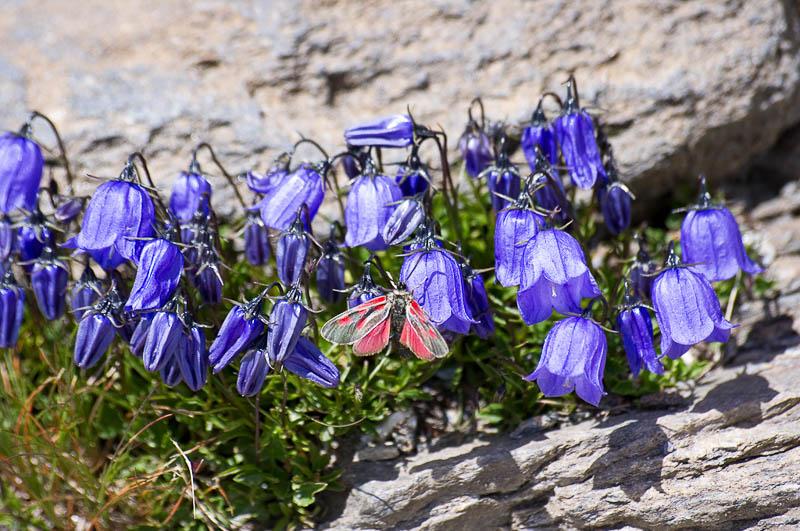 bell in the mountains