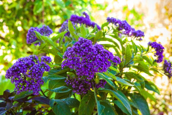 hybrid heliotrope