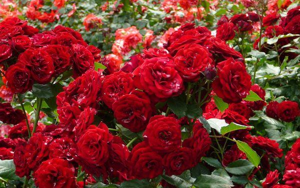 Red roses