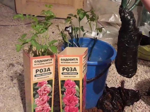 plántulas de rosas