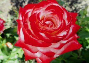 Description des meilleures variétés de roses de thé hybrides, plantation et entretien en plein champ