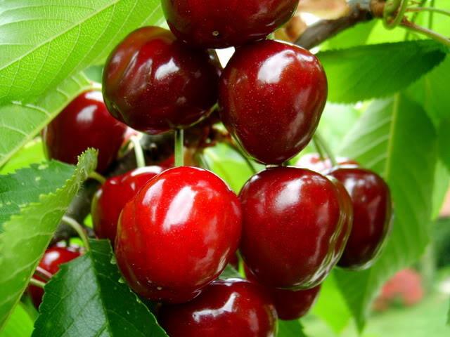 ripe cherries