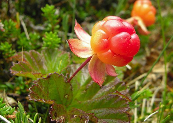 Fruta de mora de nube