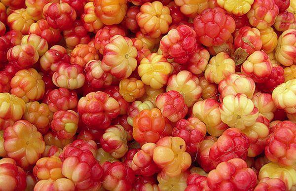 Collecting cloudberries