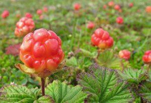 The benefits and harms of petioles from cloudberries, properties and recipes for use in traditional medicine