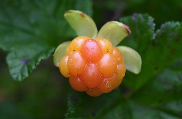 Ripe cloudberry