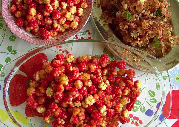 Cloudberry-varastointi