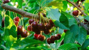 Planter, cultiver et entretenir des cerises dans l'Oural, en choisissant les variétés appropriées