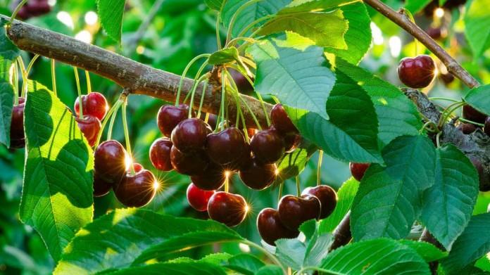 cerises dans l'Oural