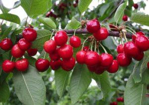 Descripción de las variedades de cerezas Bryanochka, plantación y cuidado, polinizadores.