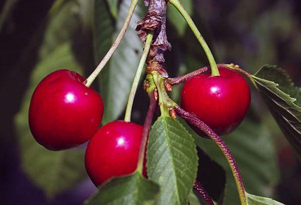 berries on a branch