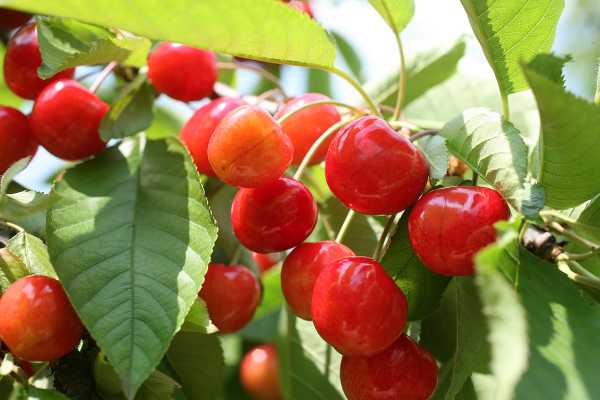 cherry champion