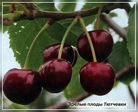 RIPE CHERRY