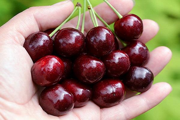 berries in hand