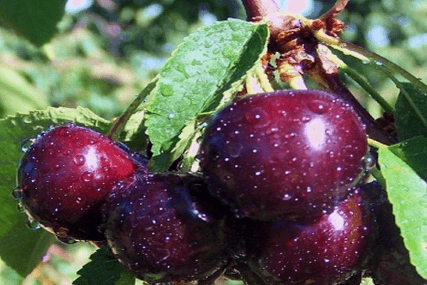 variedad de cereza