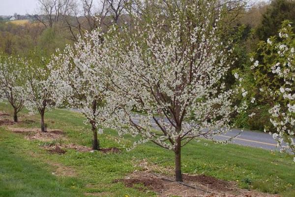 pollinisation des arbres