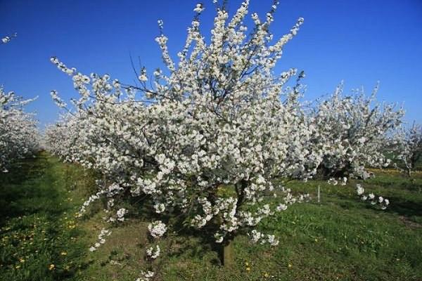 árbol floreciente