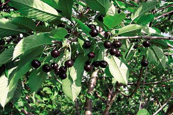 las frutas se vuelven negras