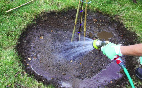 watering cherries