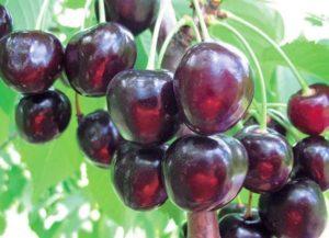 Description and characteristics of Michurinskaya cherry varieties, planting and care