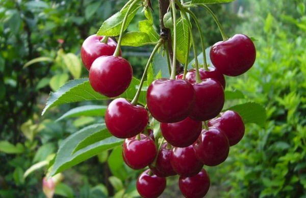 fruits cerises