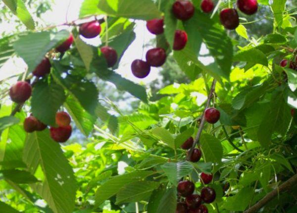 árbol con frutas