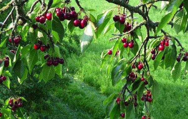 cherry tree